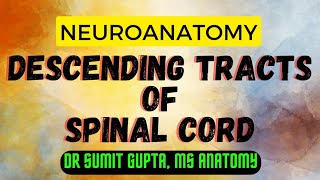 DESCENDING TRACTS OF SPINAL CORD  An overview [upl. by Ange]