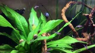 Chili Rasbora  Colors [upl. by Ellis45]