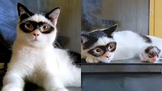 Cat With Permanent Mask Gives Birth To Unique Looking Kitten 😱 [upl. by Eladnwahs930]