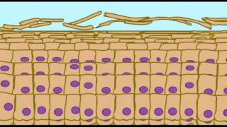 AP1 SKIN KERATINIZATION IN EPIDERMIS [upl. by Corabelle]