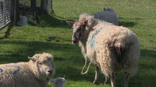 Recently Born Lambs Mothers and their Children  Lambing Season Somerset UK [upl. by Miharba]