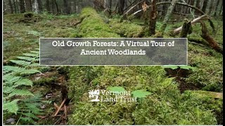 Old Growth Forests A Tour of Ancient Woodlands [upl. by Farkas]