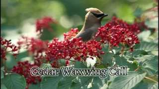 Cedar Waxwing Call [upl. by Kafka]