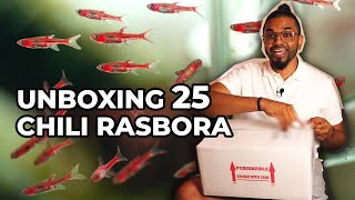 UNBOXING 25 CHILI RASBORA  And Lessons Learnt [upl. by Steddman]