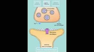 Mode daction et effets de la nicotine dans la synapse [upl. by Domela]