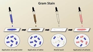 Classification of Bacteria Antibiotics  Lecture 1 [upl. by Jacobba]