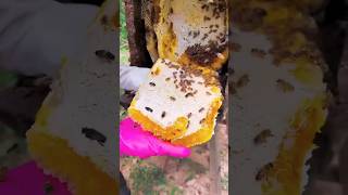 Extreme Honeycomb harvesting 🍯 Harvesting honey from beehive 🐝 EP76 shorts trending satisfying [upl. by Eiznikcm]