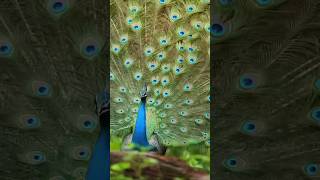 El MAJESTUOSO llamado del PAVO REAL viral peacock shorts [upl. by Adina276]