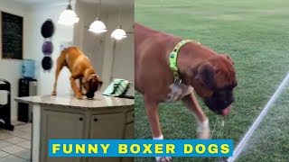 Cute and Funny Boxer Dogs  Supercut [upl. by Harmonie]