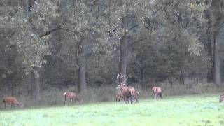 edelhertenweerterbos20100925wmv [upl. by Nikita]