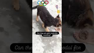 GSD Olympics doglover germanshepherd germanshepherdpuppy trending shortvideo olympicgames dog [upl. by Llenad]