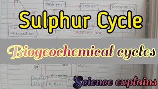 Sulphur Cycle  Biogeochemical Cycles   BSc 5th sem [upl. by Hibbs]