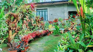 NEW GARDEN IDEAS INSPIRED BY VIEWERFIREBALLCRYPTHANTUS BROMELIADS PLANTS IN THE DRIFTWOOD [upl. by Poppy]