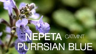 The Flop Proof Catmint Nepeta Purrsian Blue at ParkSeedcom [upl. by Axela]