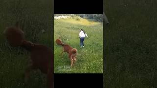 🦙 llama with a lisp  Source Video godinamarian shorts [upl. by Kcirdnek60]