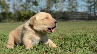 Labrador Puppy Howling [upl. by Hogue]