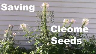 One Tip on How to Save Cleome Seeds AKA Spider Flower [upl. by Blanchette501]