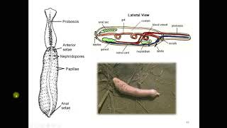 Phylum Ehiura and Bonellia [upl. by Ahsito]