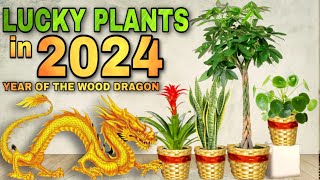 TOP 10 LUCKY PLANTS IN 2024  10 Swerteng halaman para sa YEAR OF THE WOOD DRAGON sa year 2024 [upl. by Avika]