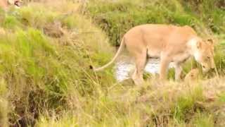 Lionesses and cubs Unbelievable [upl. by Hurless]