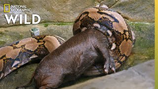 Feeding a Reticulated Python  Secrets of the Zoo Down Under [upl. by Adilem665]