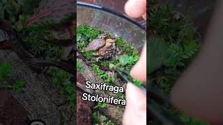 TERRARIO CON ISÓPODOS🌱 terrarios miniterrarium naturaleza isopods isópodos [upl. by Emma]