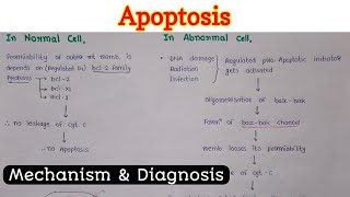 Apoptosis 22 [upl. by Seldun551]