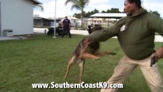 Police Dog Training This awesome K9s got it right  Florida K9 Training School [upl. by Heaps]