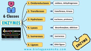 Classification and Nomenclature of Enzymes with Examples  6 Classes of Enzymes with Examples [upl. by Estel407]