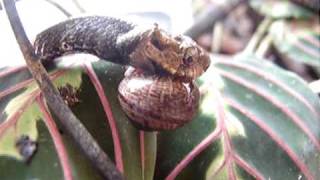 Aplopeltura boa feeding [upl. by Omrelliug705]