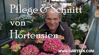 Pflege und Schnitt von Hortensien [upl. by Sims]