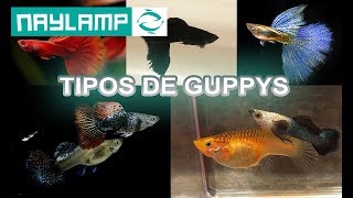 TIPOS DE GUPPYS  todas la variedades de peces Guppys  Por Aleta y por Color [upl. by Maclay]