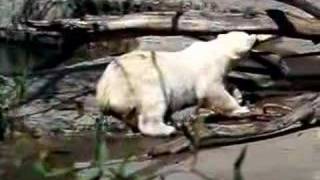 Polar Bear Falls out of a tree [upl. by Iong]