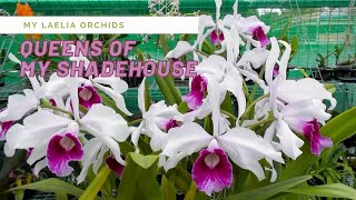 My Laelia Orchids  Care tips [upl. by Adnohsel]