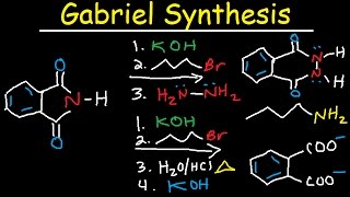 Gabriel Synthesis Reaction Mechanism  Alkyl Halide to Primary Amine [upl. by Ulund120]