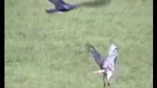 HAWK VS BUZZARD STANDOFFWILD REDTAILED HAWK CONTENDS [upl. by Christiano]