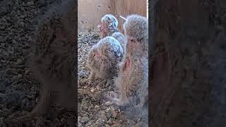 Short cute little owl babies [upl. by Raviv634]