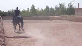 MOROCCO  Morocco Horse Riding  Morocco Travel  Vacation Tourism Holidays HD [upl. by Ianthe]