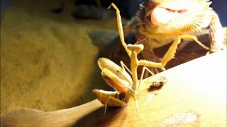 Bearded Dragon vs Praying Mantis [upl. by Neelyaj]