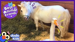 Hemingway The Guard Goose Wont Let Anyone Come Near His Horse  Animal Videos For Kids  Dodo Kids [upl. by Neeloj]