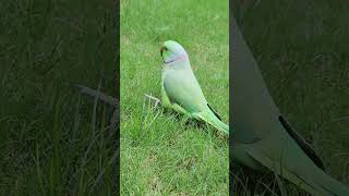 ringneack parrot 🦜 talking [upl. by Adlemy]