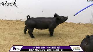 LOT 3 EN 2819 CROSSBRED GILT  Danner Livestock Online Sale October 1st 2024 [upl. by Anora]