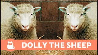 The TRUE STORY of the DOLLY the SHEEP That Was CLONED 🐑🧪 The First CLONED MAMMAL [upl. by Yrrak453]