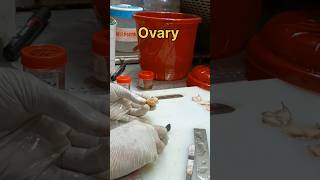 Ovary tissue processing கருமுட்டை திசு  tissuefixation pathology science tissuepreparation [upl. by Ewold]