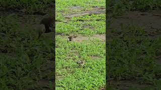 Blackcollared starling Birds beautifulbird birds birdsounds bird nature birdsoun myna [upl. by Munson]