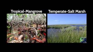 Combating coastal land loss preserving resilient communities  Karen McKee  TEDxLSU [upl. by Assirem318]