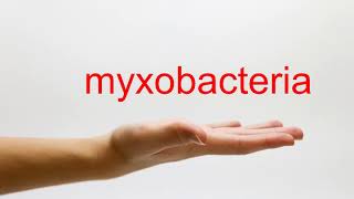 How to Pronounce myxobacteria  American English [upl. by Drus131]