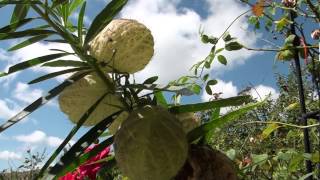 Asclepias fruticosa syn Gomphocarpus fruticosus [upl. by Notlimah]