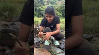 ചൂണ്ടയും വലയുമില്ലാതെ പിടിച്ച മീനെ കണ്ടോ😲 fishing fishingtravellers Bullseyesnakehead snakehead [upl. by Laehpar]