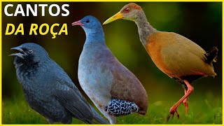 40 Cantos De Aves Que quotTRAZEM RECORDAÇÕES e SAUDADESquot Da ROÇA [upl. by Tiduj886]